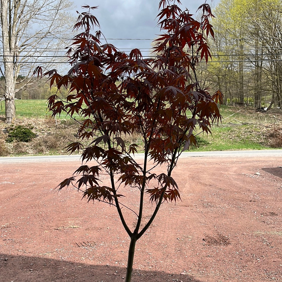 'Bloodgood' Japanese Maple | Acer Palmatum