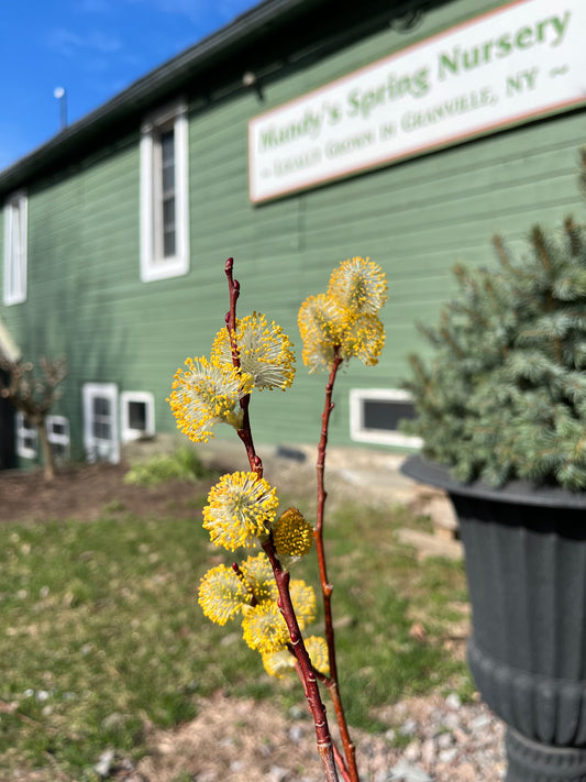 Pussy Willow | Salix discolor