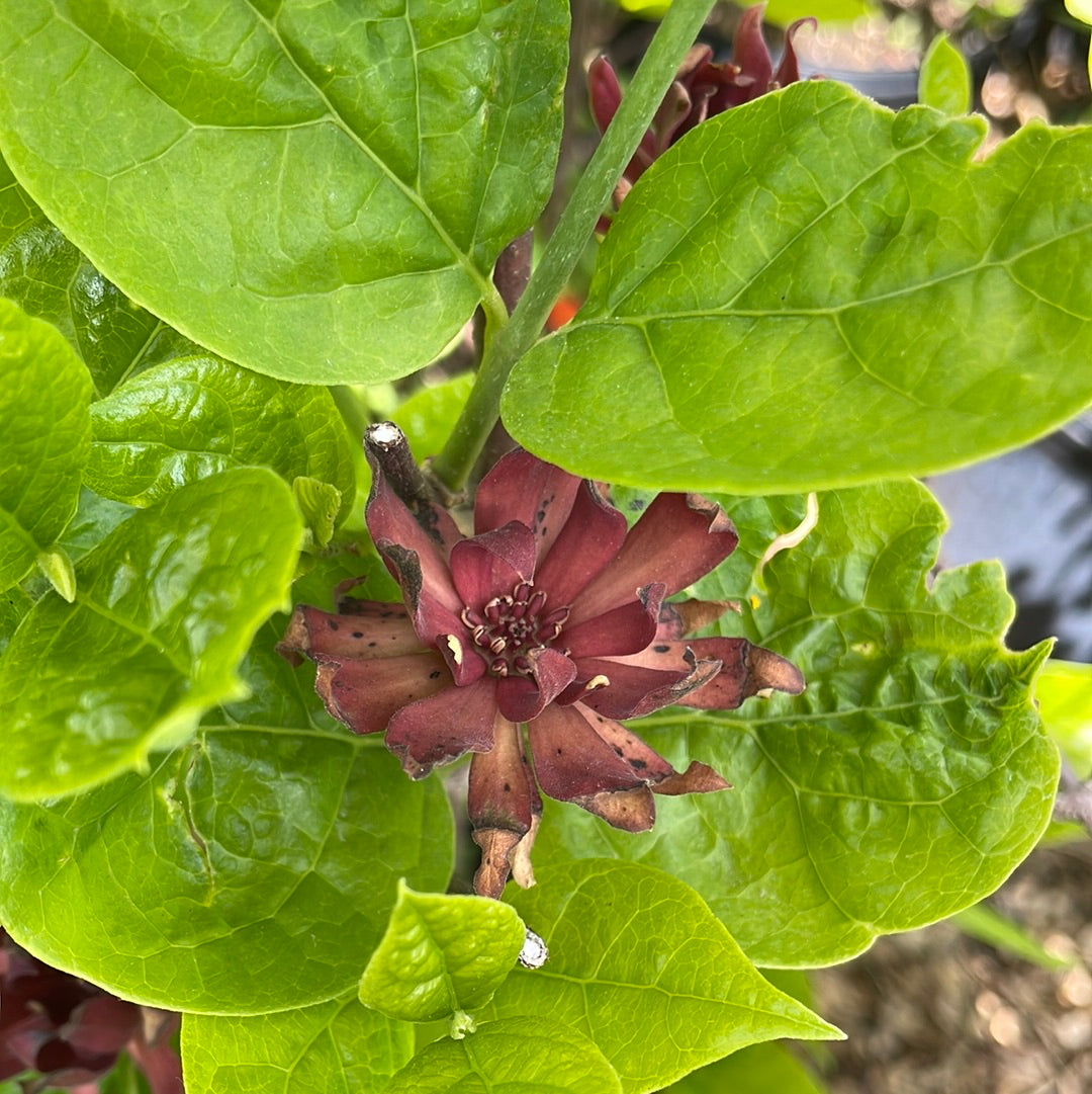 Sweetshrub | Calycanthus floridus