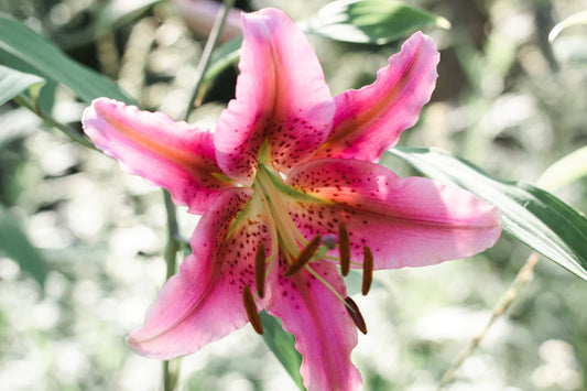 Bulbs - Oriental Lily Mixture