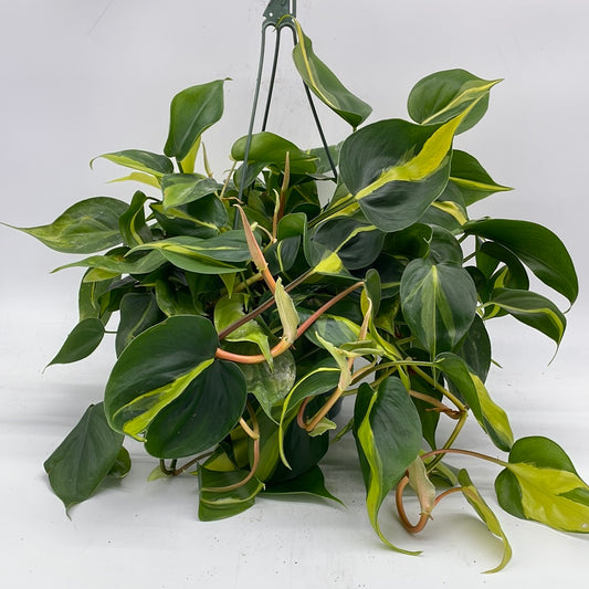 Brasil Philodendron | Philodendron hederaceum 'Brasil'