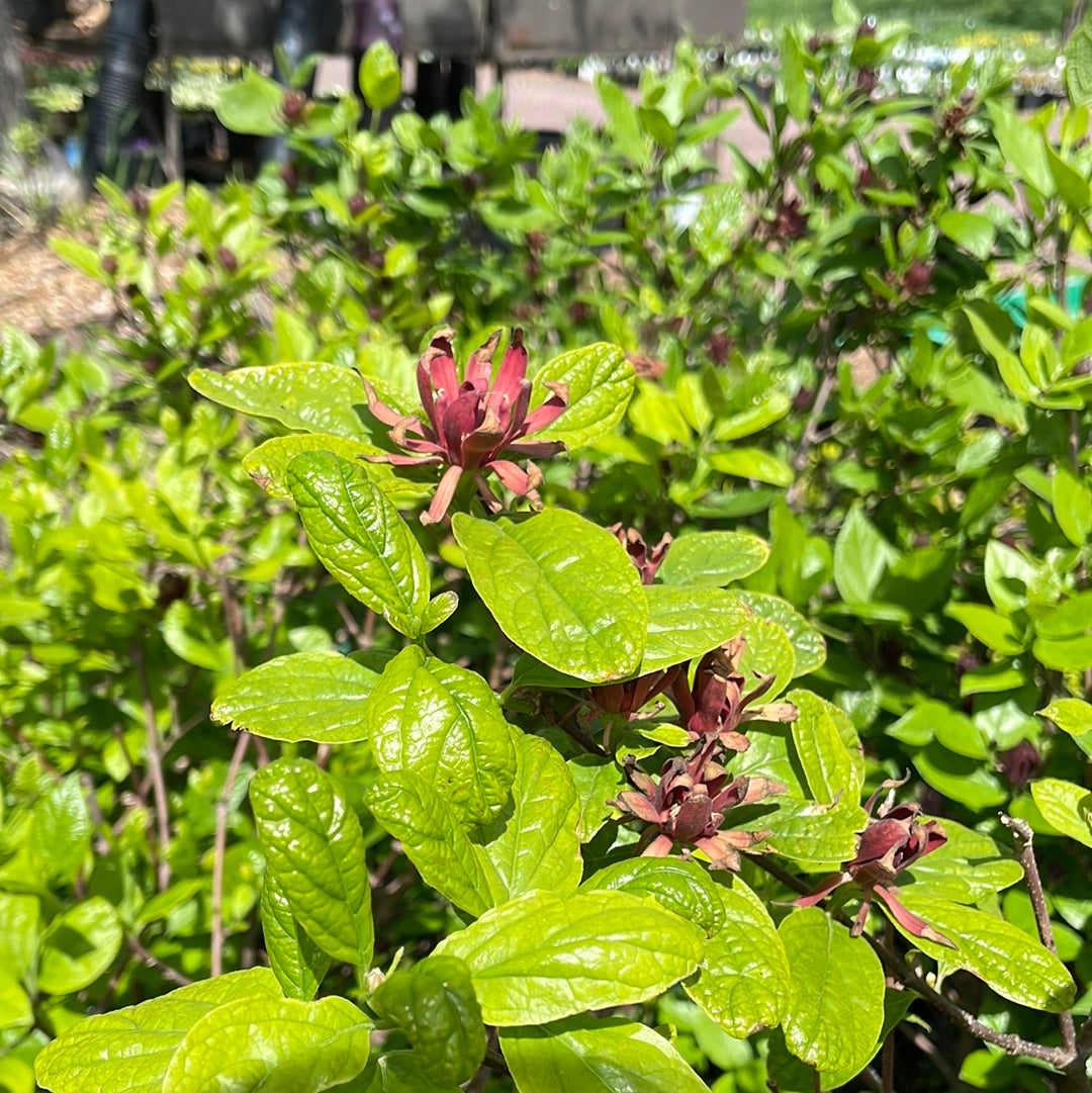 Sweetshrub | Calycanthus floridus