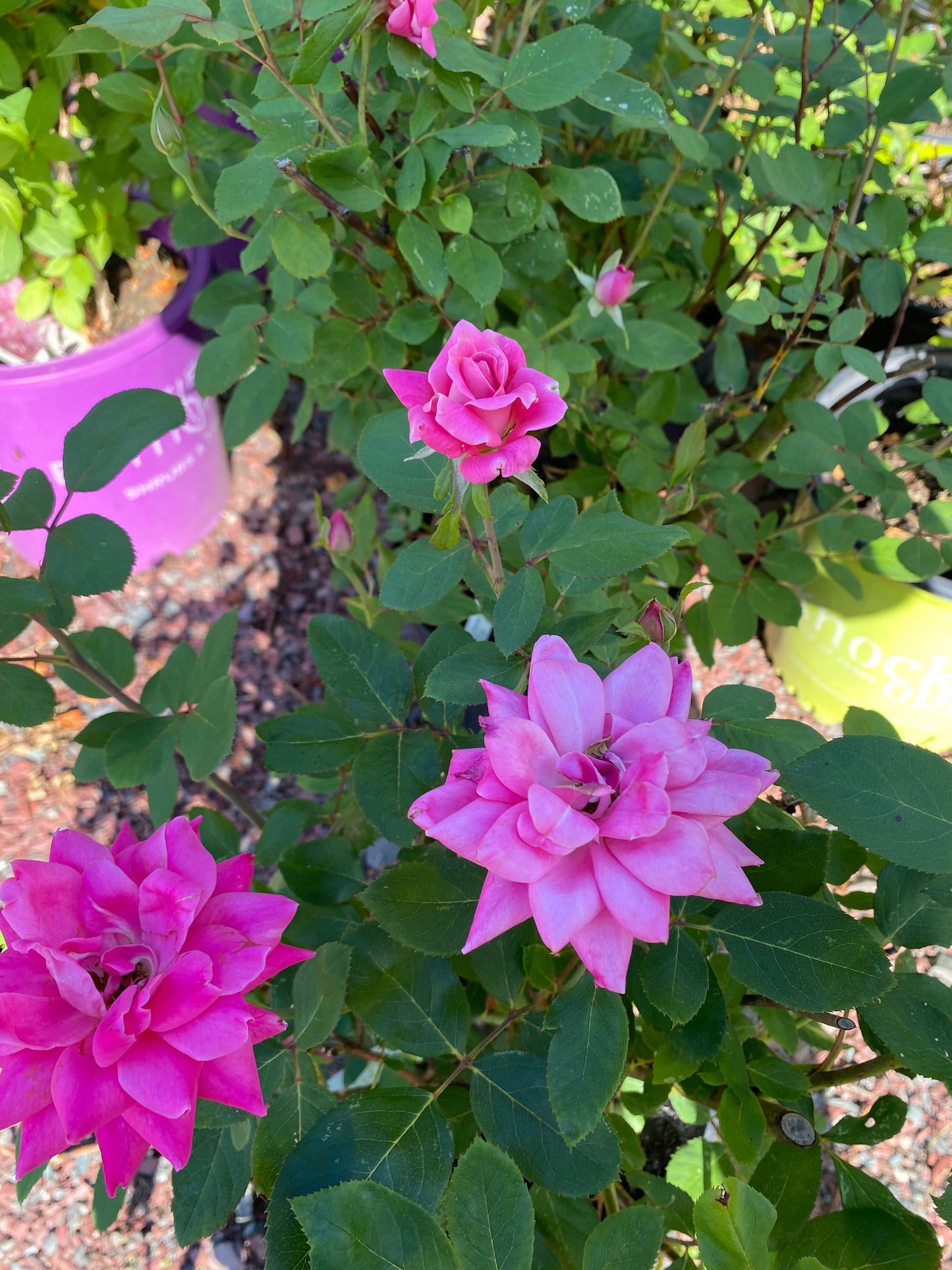 Pink Double Knock Out Rose | Rosa