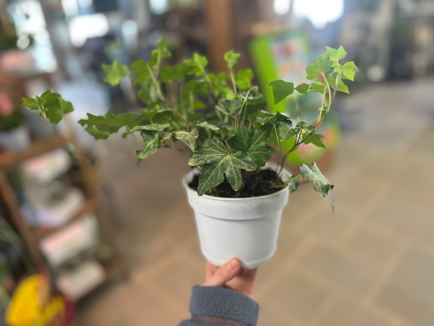 English Ivy | Hedera helix