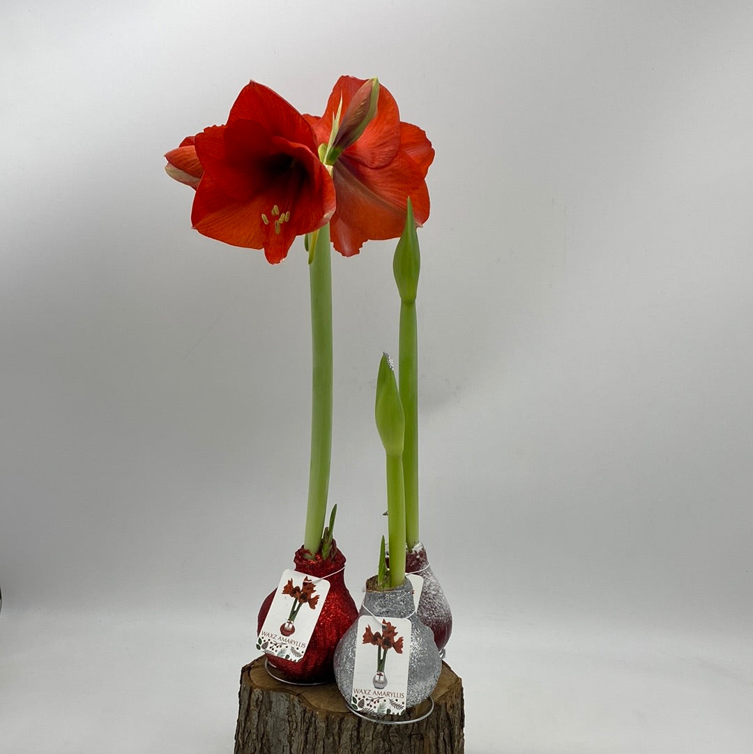 Wax Amaryllis (Hippeastrum) Bulbs