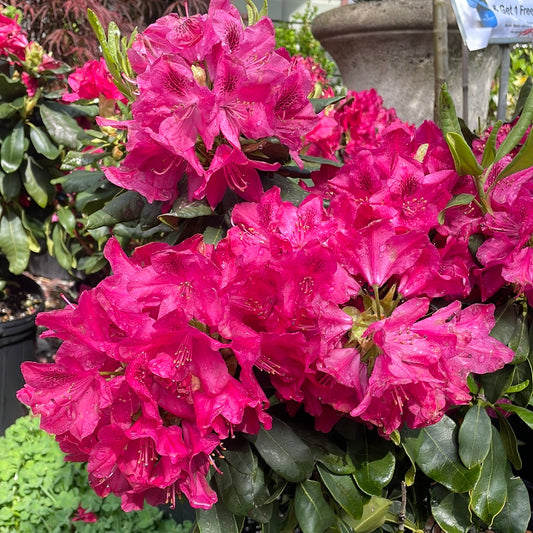 'Nova Zembla' Rhododendron | Rhododendron 'Nova Zembla'