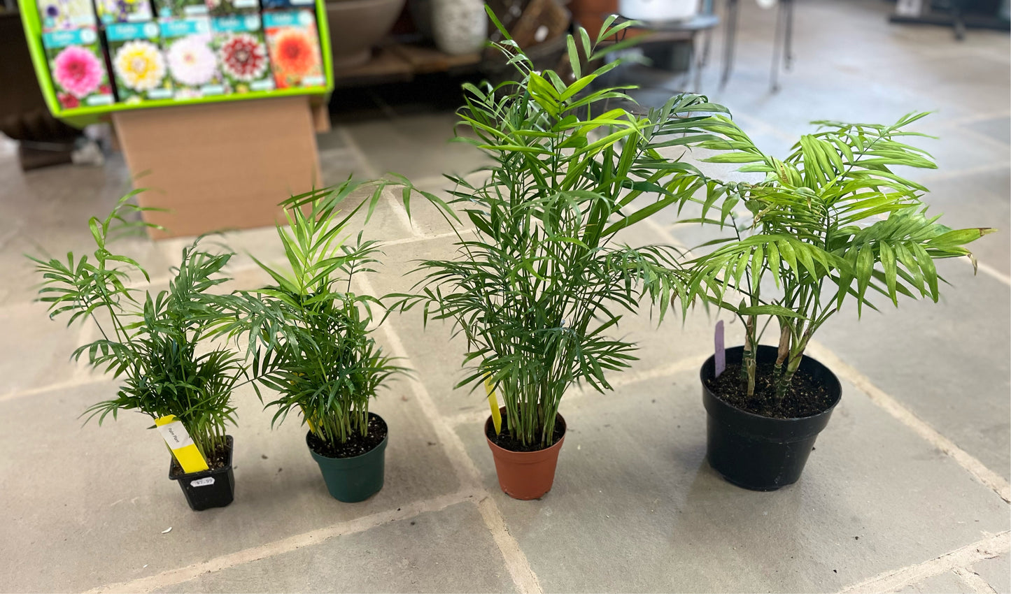 Parlor Palm | Chamaedorea elegans