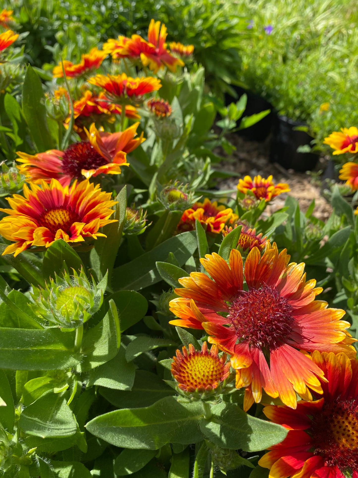 Goblin Blanket Flower | Gaillardia