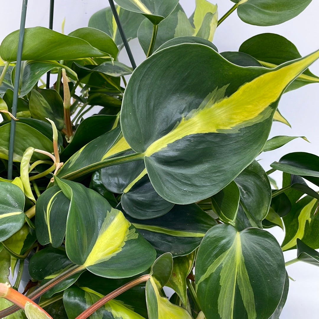 Philodendron Brasil