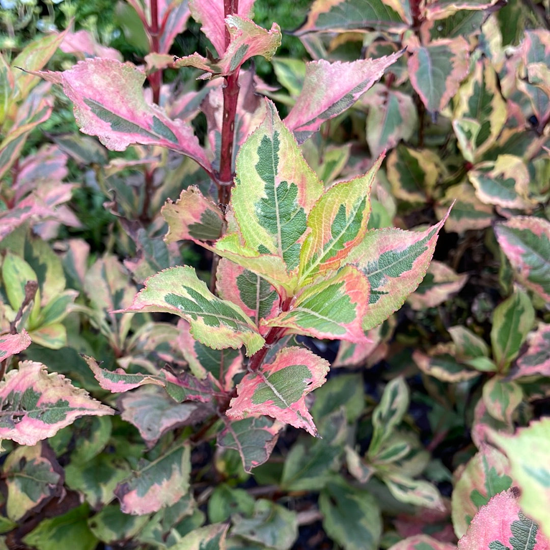 Rainbow Sensation Weigela | Weigela florida