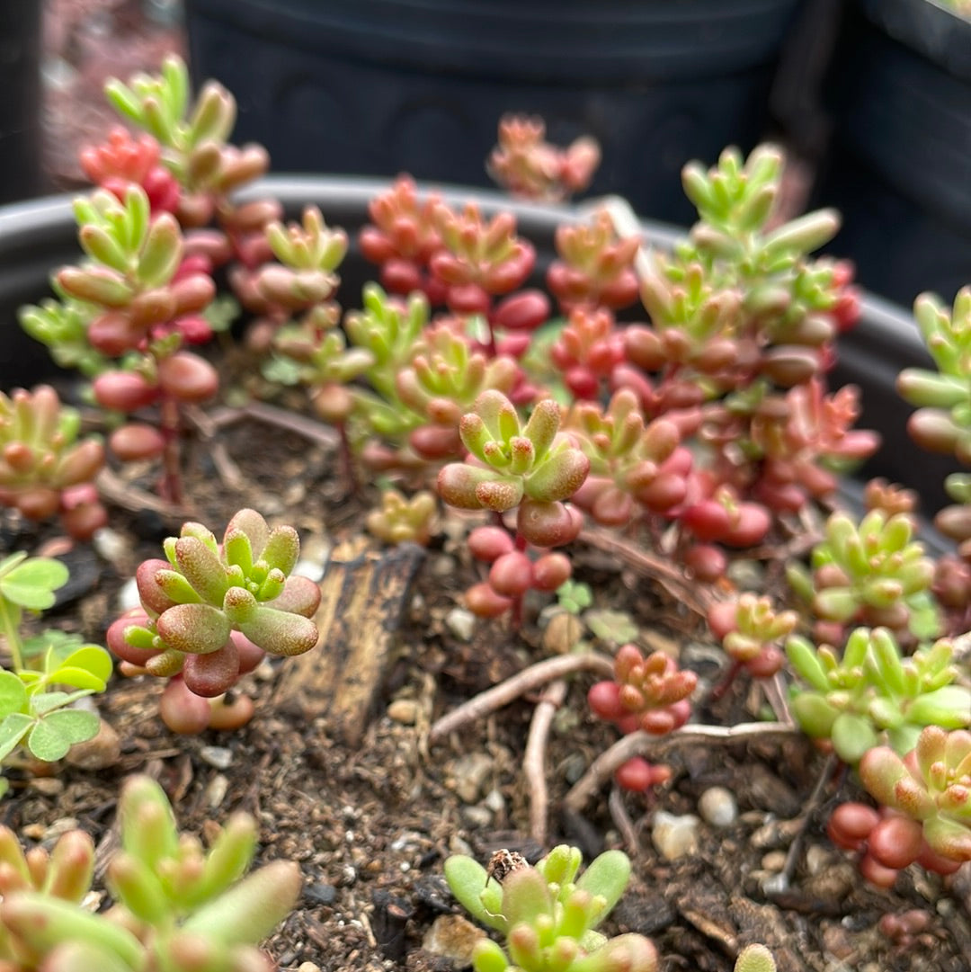 Jelly Bean Stonecrop | Sedum