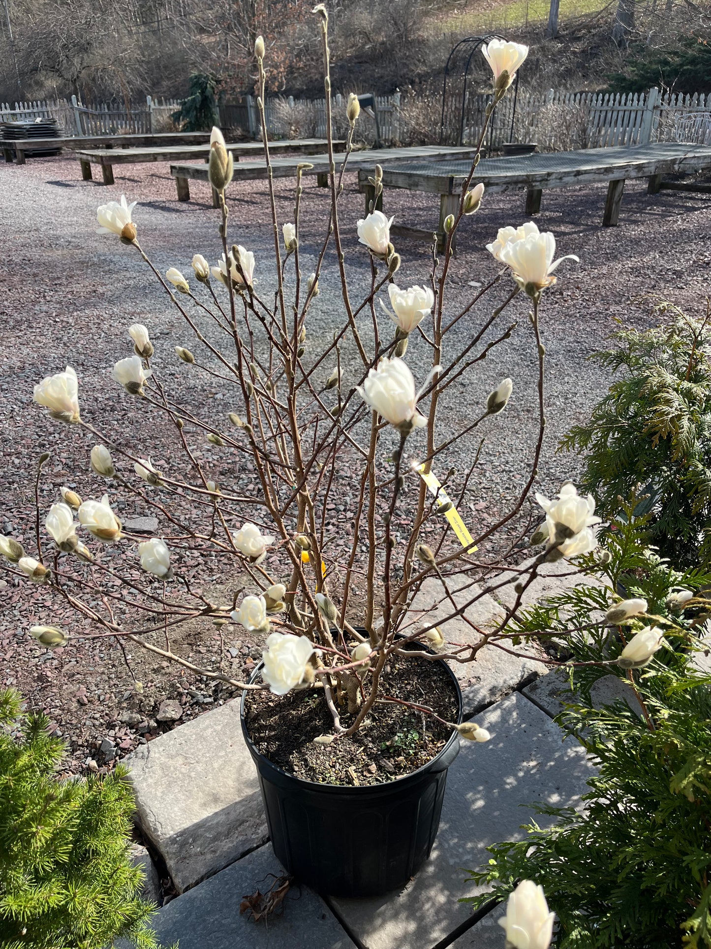 Royal Star Magnolia Tree | Magnolia stellata 'Royal Star'