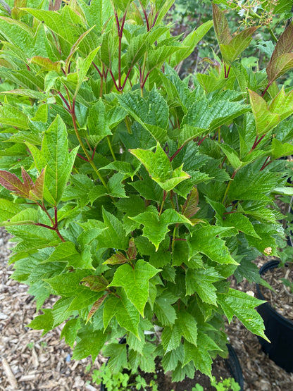 Bailey Compact American Cranberrybush | Viburnum trilobum
