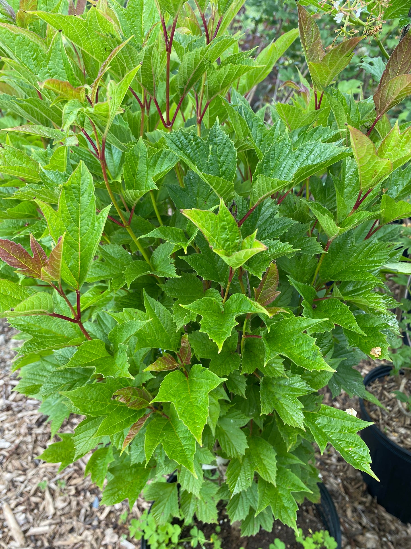 Bailey Compact American Cranberrybush | Viburnum trilobum