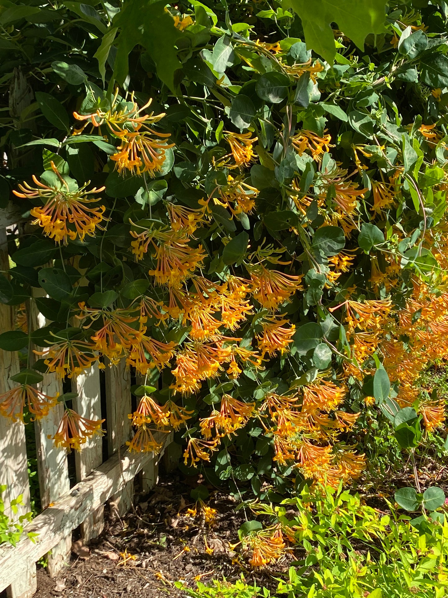 Dropmore Scarlet Honeysuckle | Lonicera x brownii 'Dropmore Scarlet'