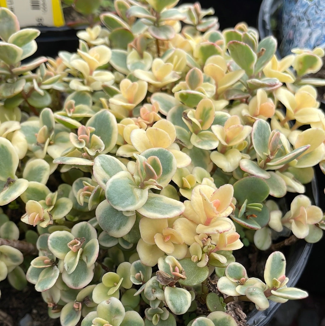 SunSparkler Lime Twister Stonecrop | Sedum