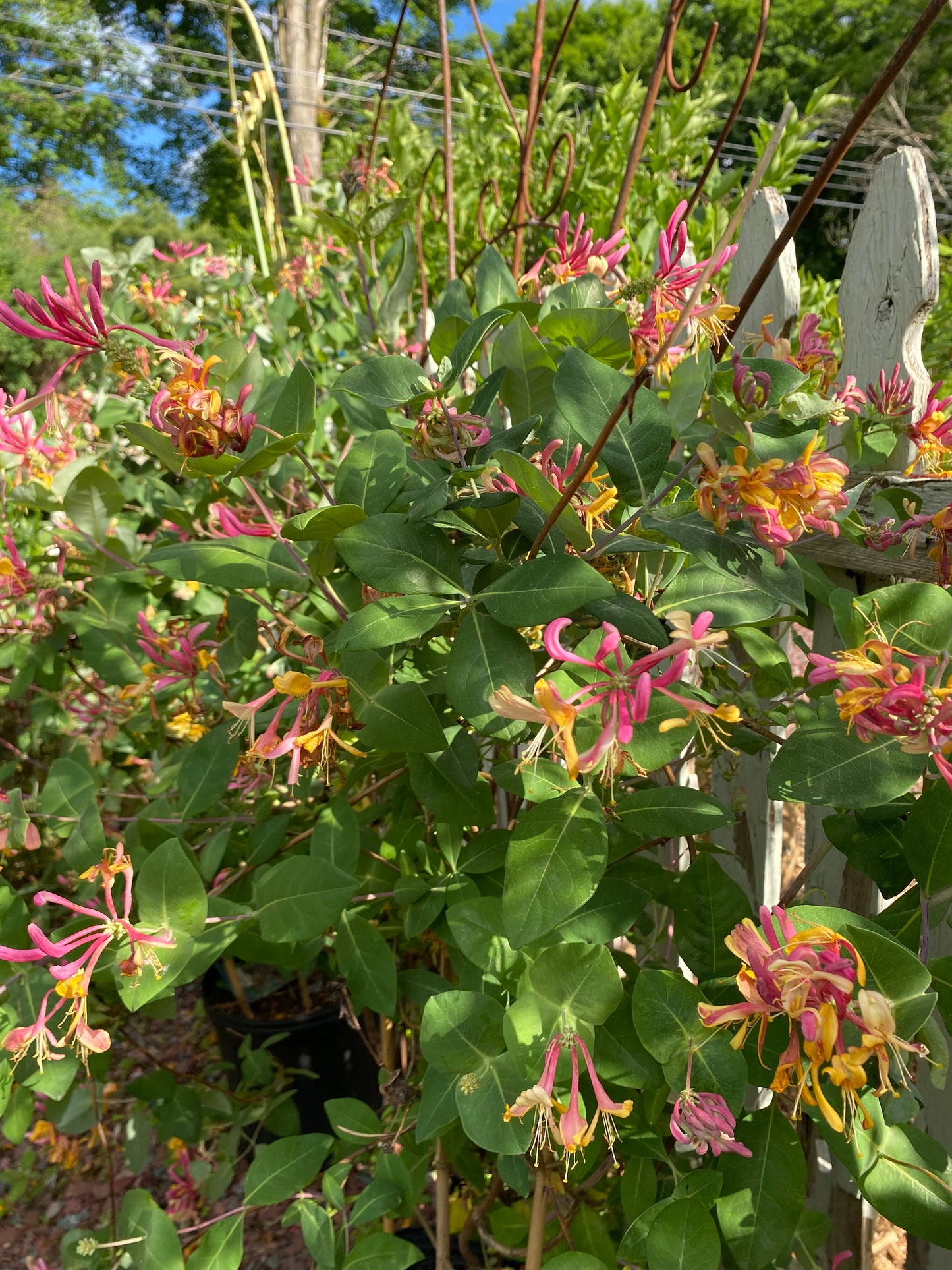 Goldflame Honeysuckle | Lonicera x heckrotti