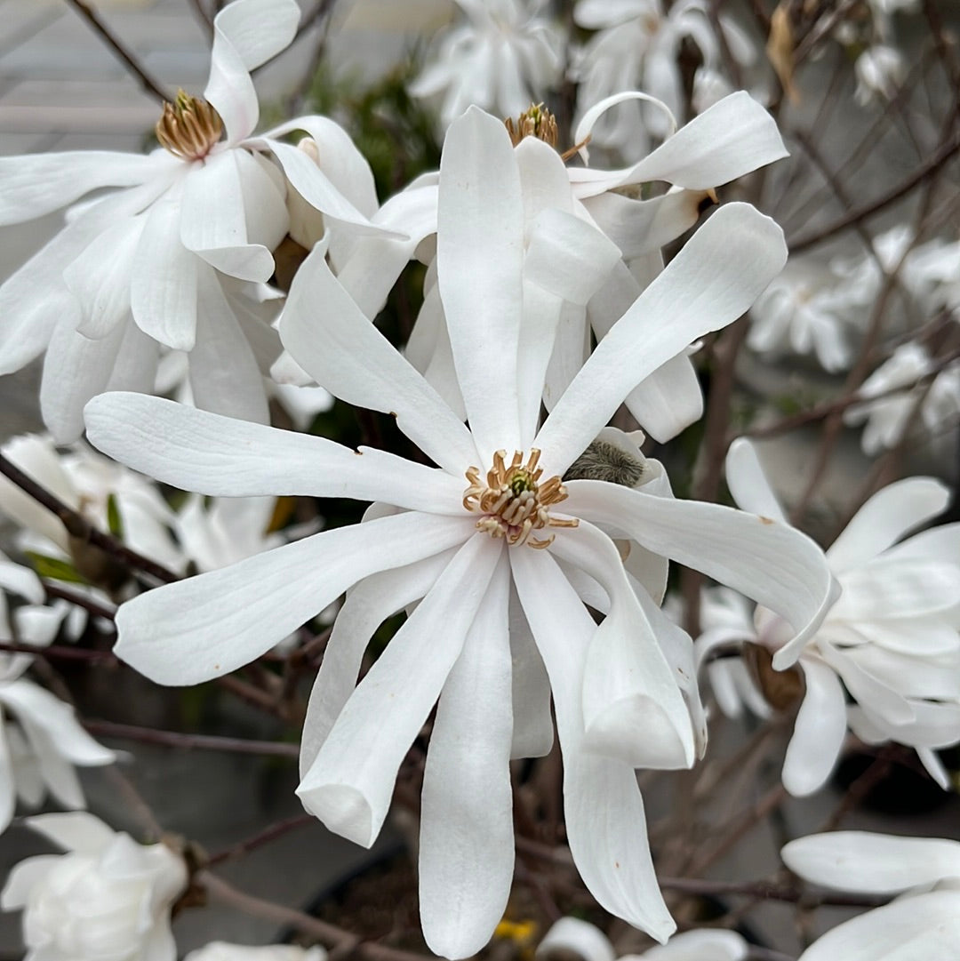 Royal Star Magnolia Tree | Magnolia stellata 'Royal Star'