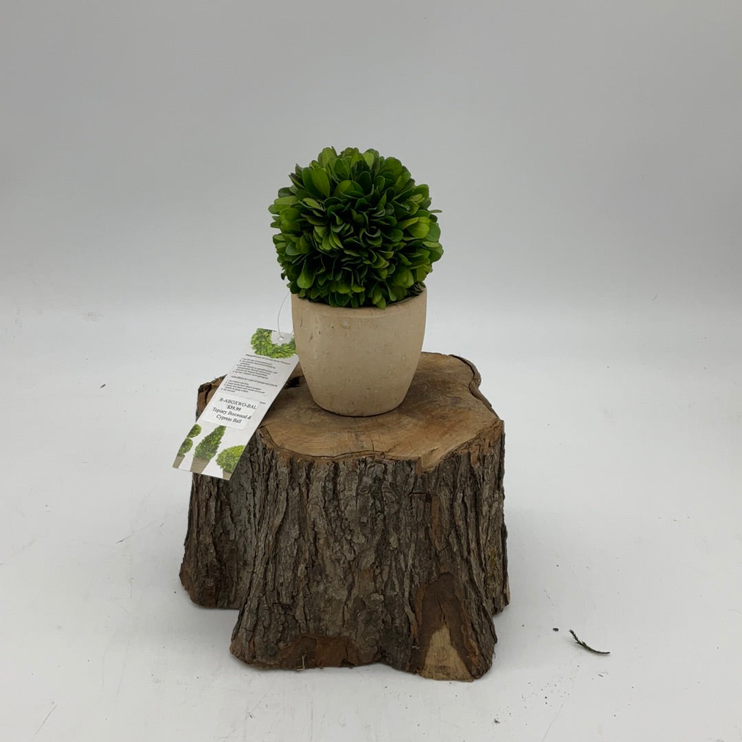 Topiary Boxwood & Cypress Ball