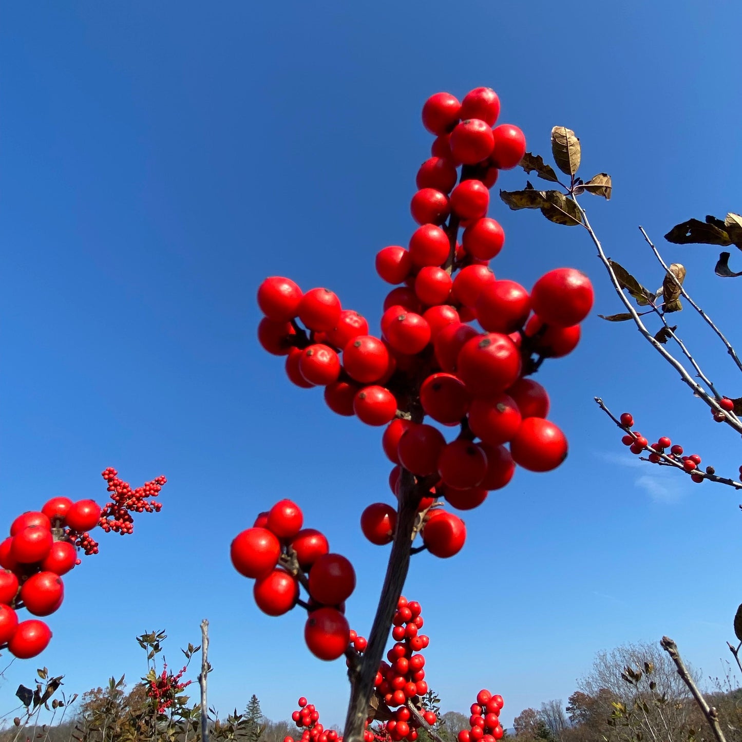 'Wildfire' Winterberry | Ilex verticillata