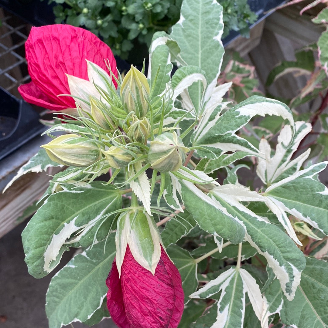 Summer Carnival Rose Mallow | Hibiscus