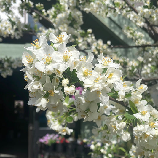 Sargent Crabapple | Malus sargentii