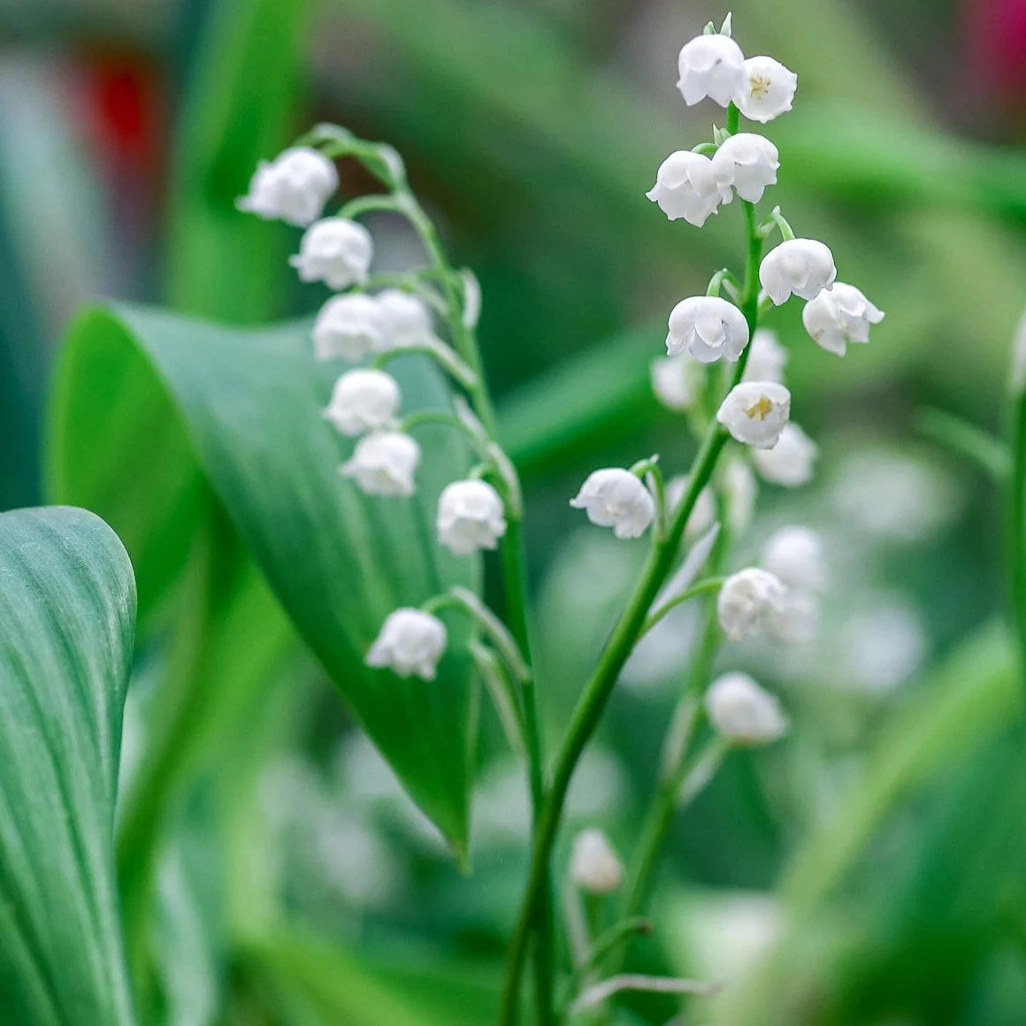 Lily of the Valley - Convallaria majalis