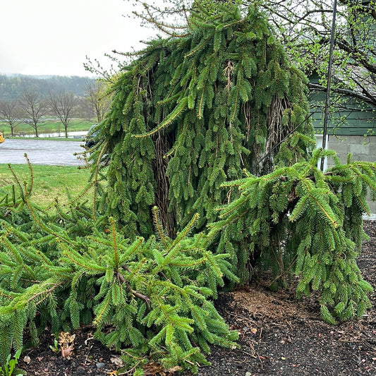 Weeping Norway Spruce | Picea abies pendula