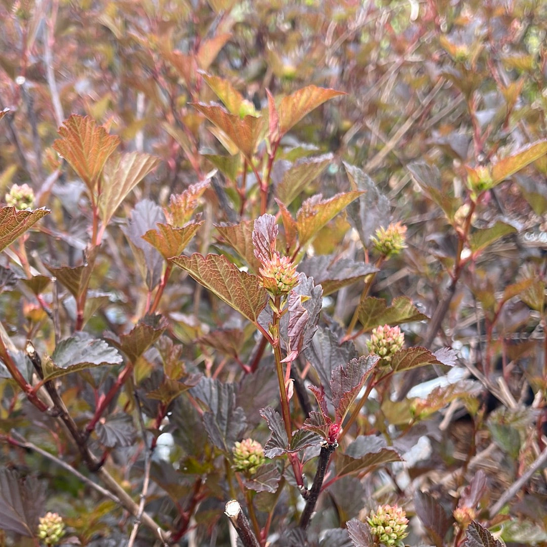 Summer Wine Ninebark Tree | Physocarpus opulifolius 'Seward'