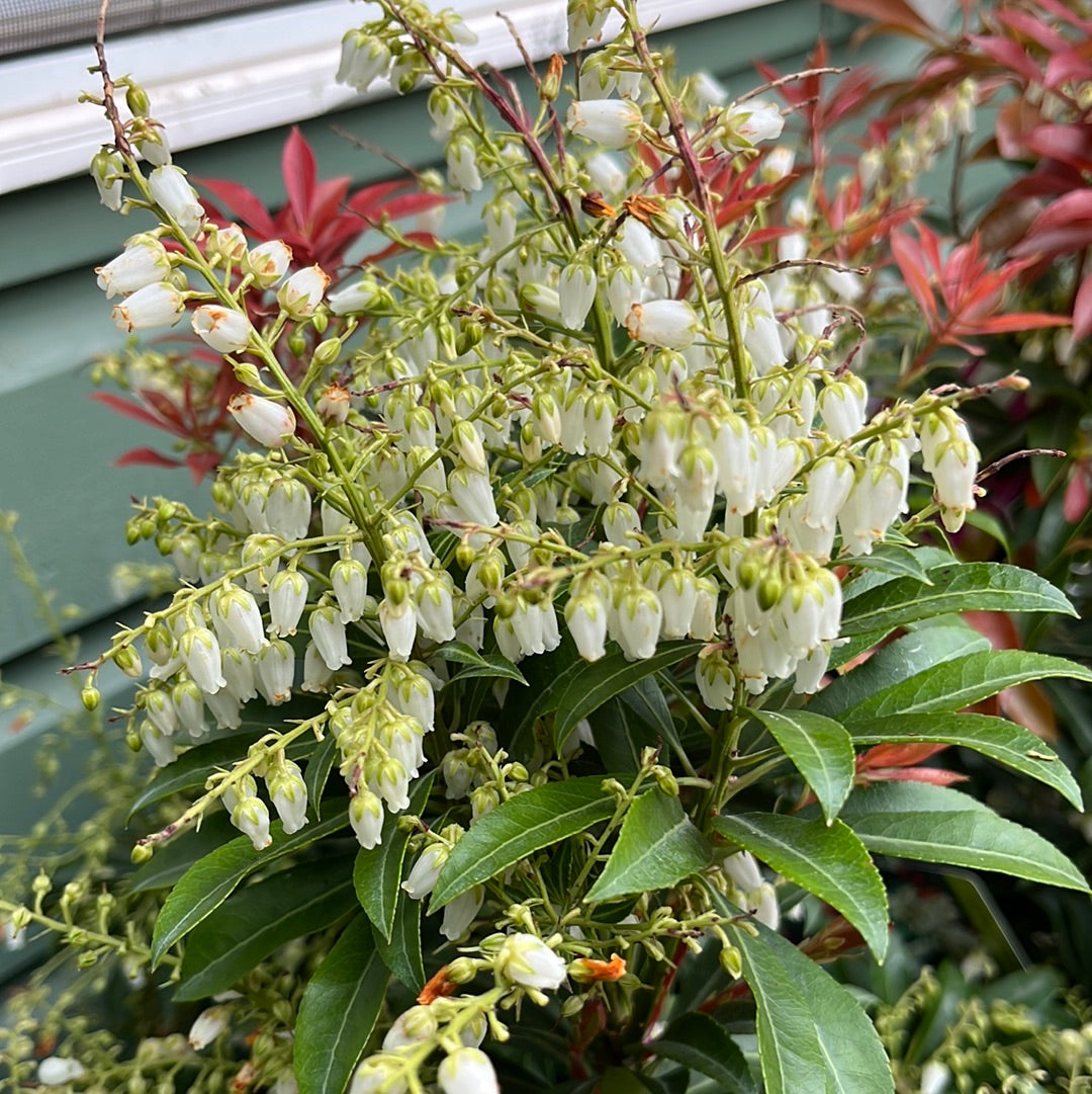 Pieris Japonica 'Mountain Fire' | Pieris japonica 'Mountain Fire'