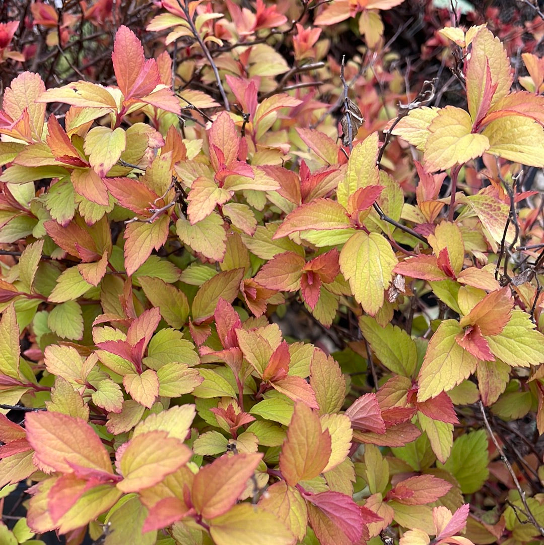 Magic Carpet Spirea | Spirea japonica