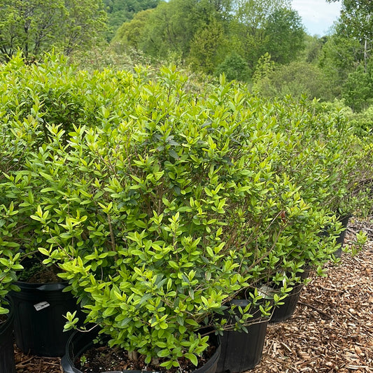 Lodense Privet | Ligustrum vulgare