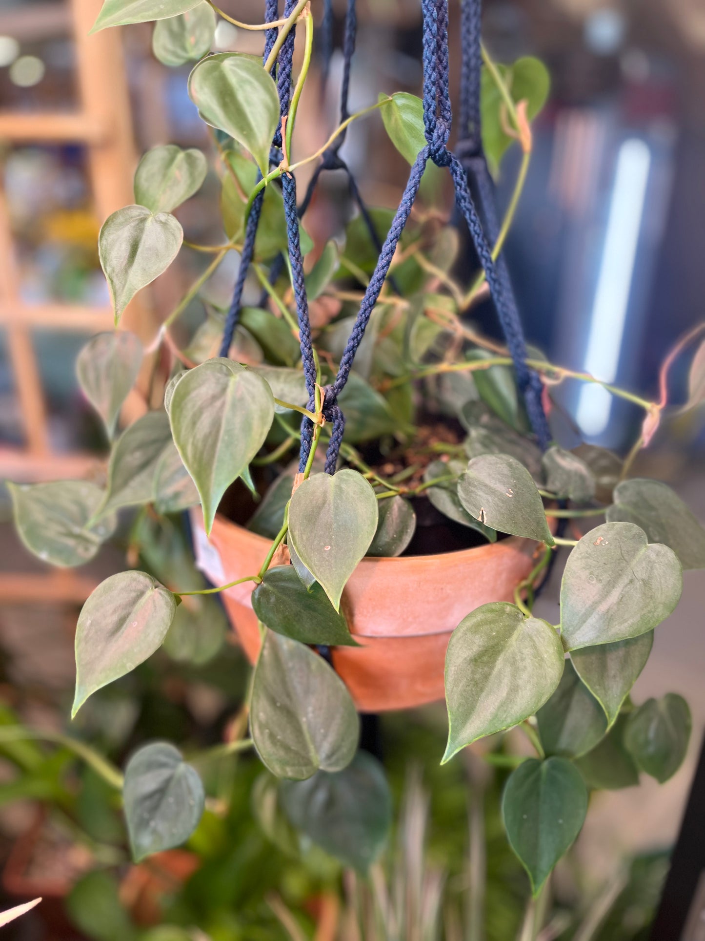 Heart Leaf Philodendron | Philodendron hederaceum