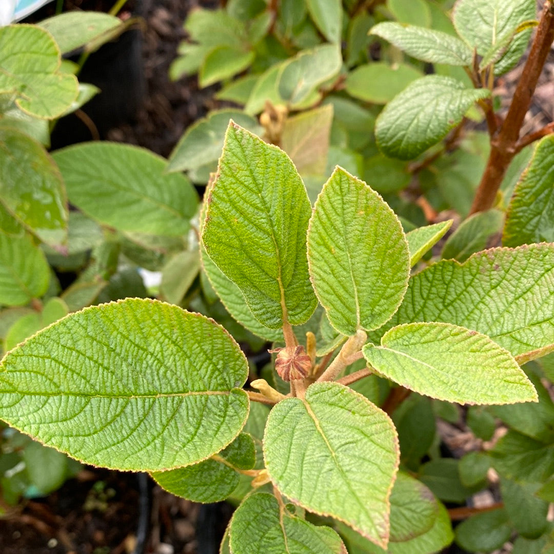 Mohican Viburnum Tree-Form | Viburnum lantana 'Mohican'