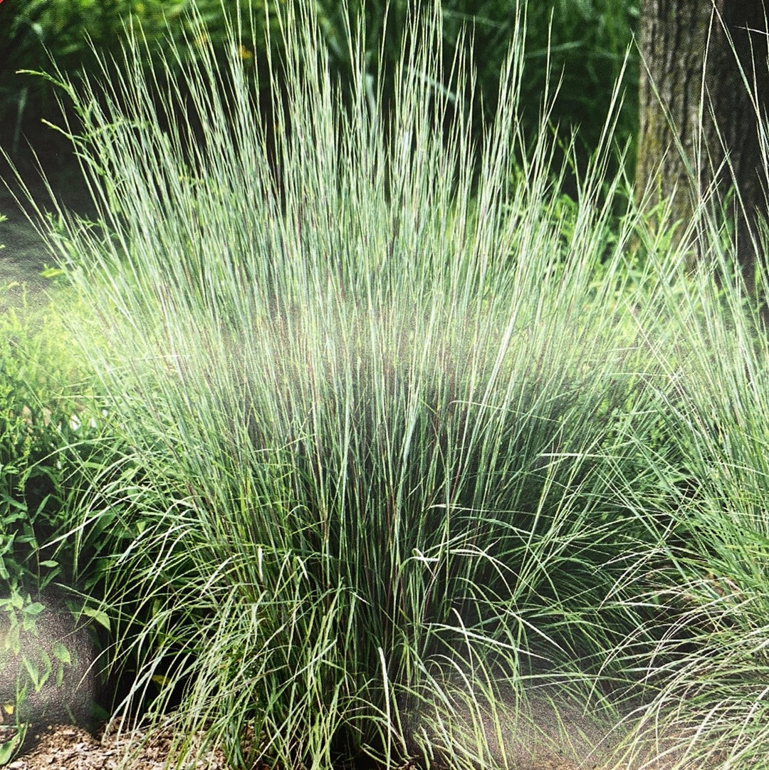 Carousel Little Bluestem Grass | Schizachyrium scoparium