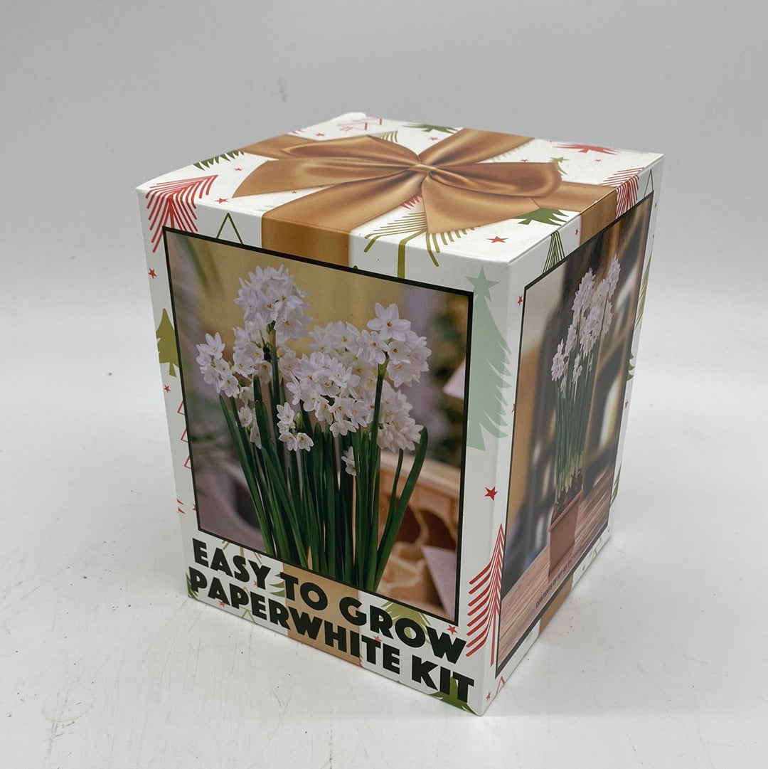 Narcissus Paperwhite  Boxed Kits