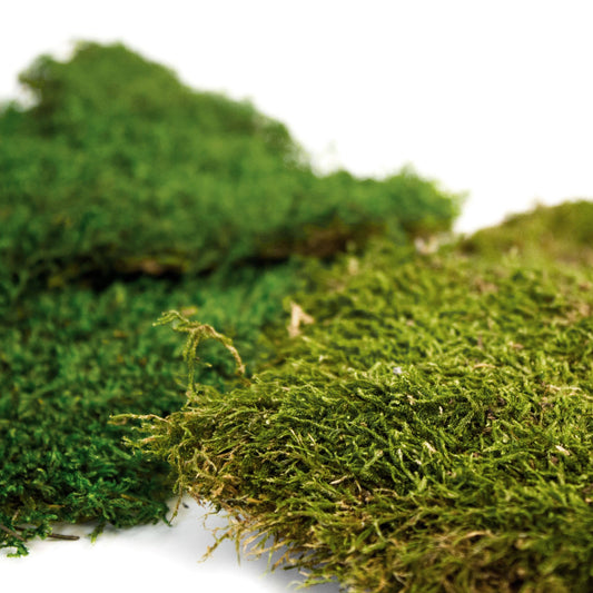 Bagged Sheet Moss