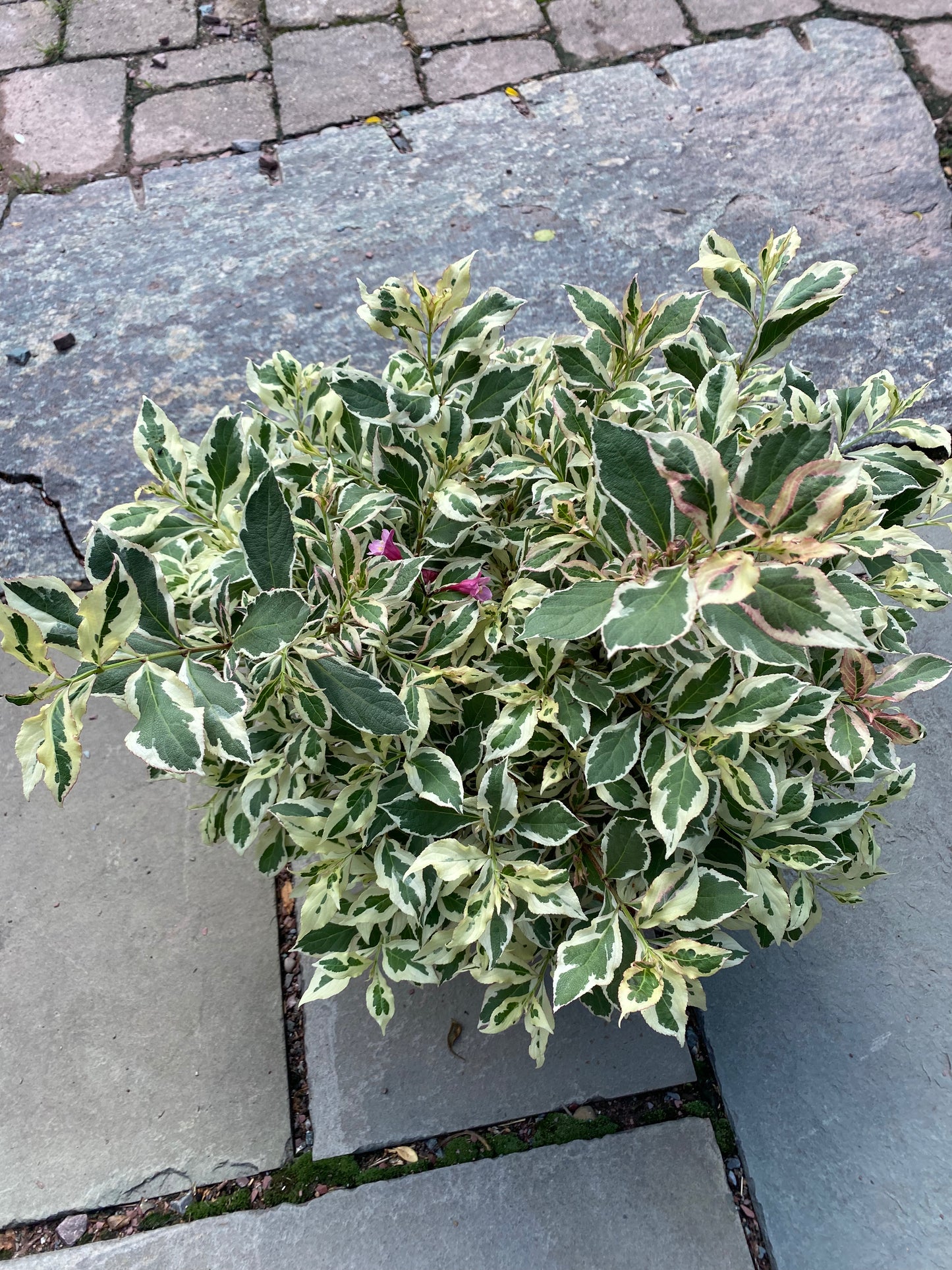 My Monet Weigela | Weigela florida