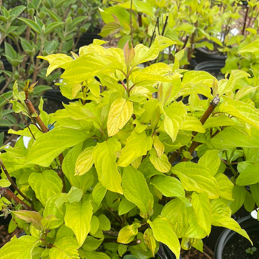 Neon Burst Dogwood | Cornus alba