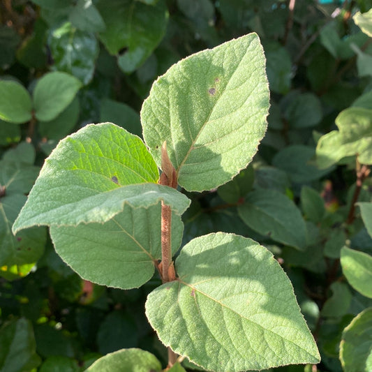 Fragrant Viburnum | Viburnum farreri