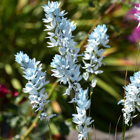 Bulbs - Wand Flower | Ixia Mixture