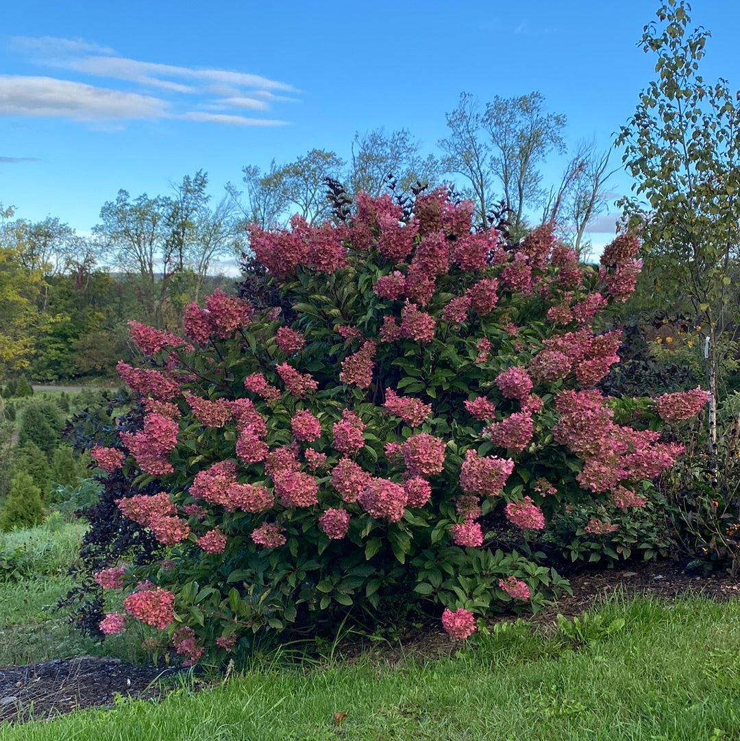 Strawberry Sundae Hydrangea | Hydrangea paniculata