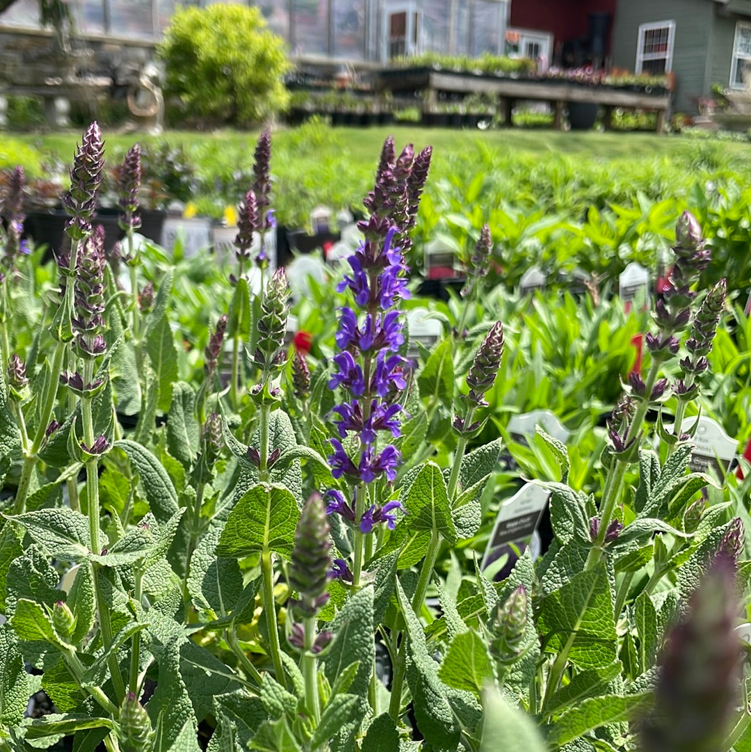 Violet Riot Garden Sage | Salvia nemerosa