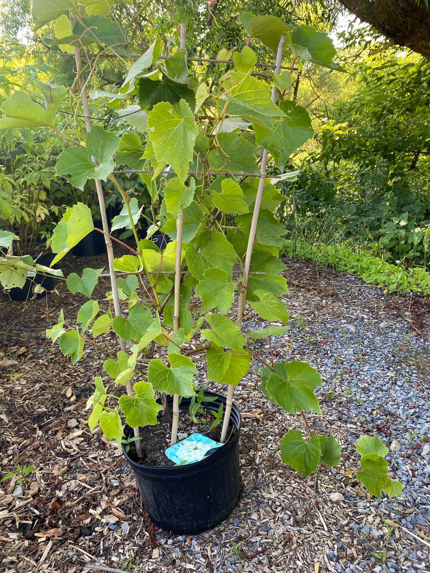 Kay Gray Grape | Vitis lubrusca hybrid