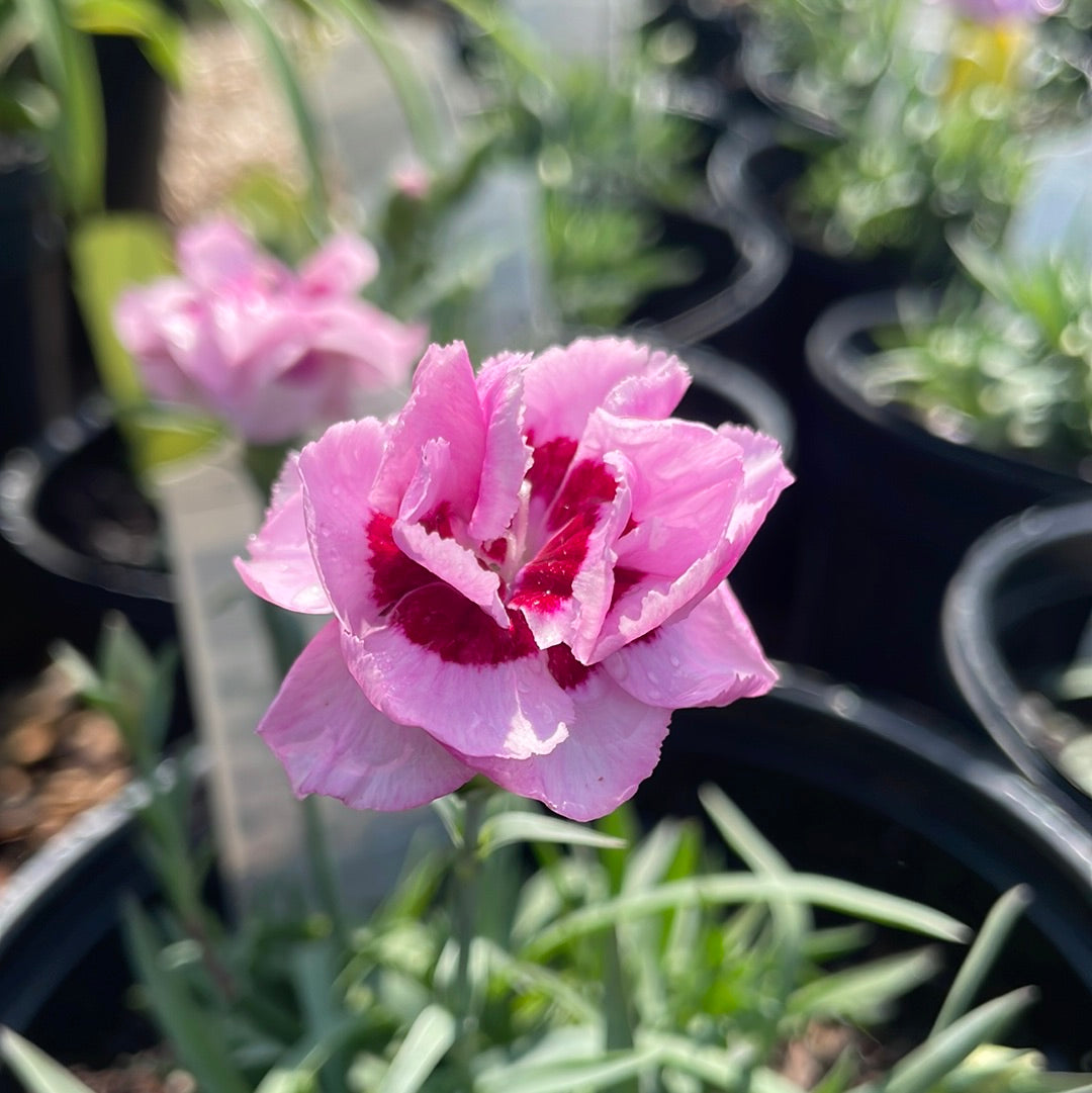 Kiss & Tell Dianthus | Dianthus 'Kiss & Tell'