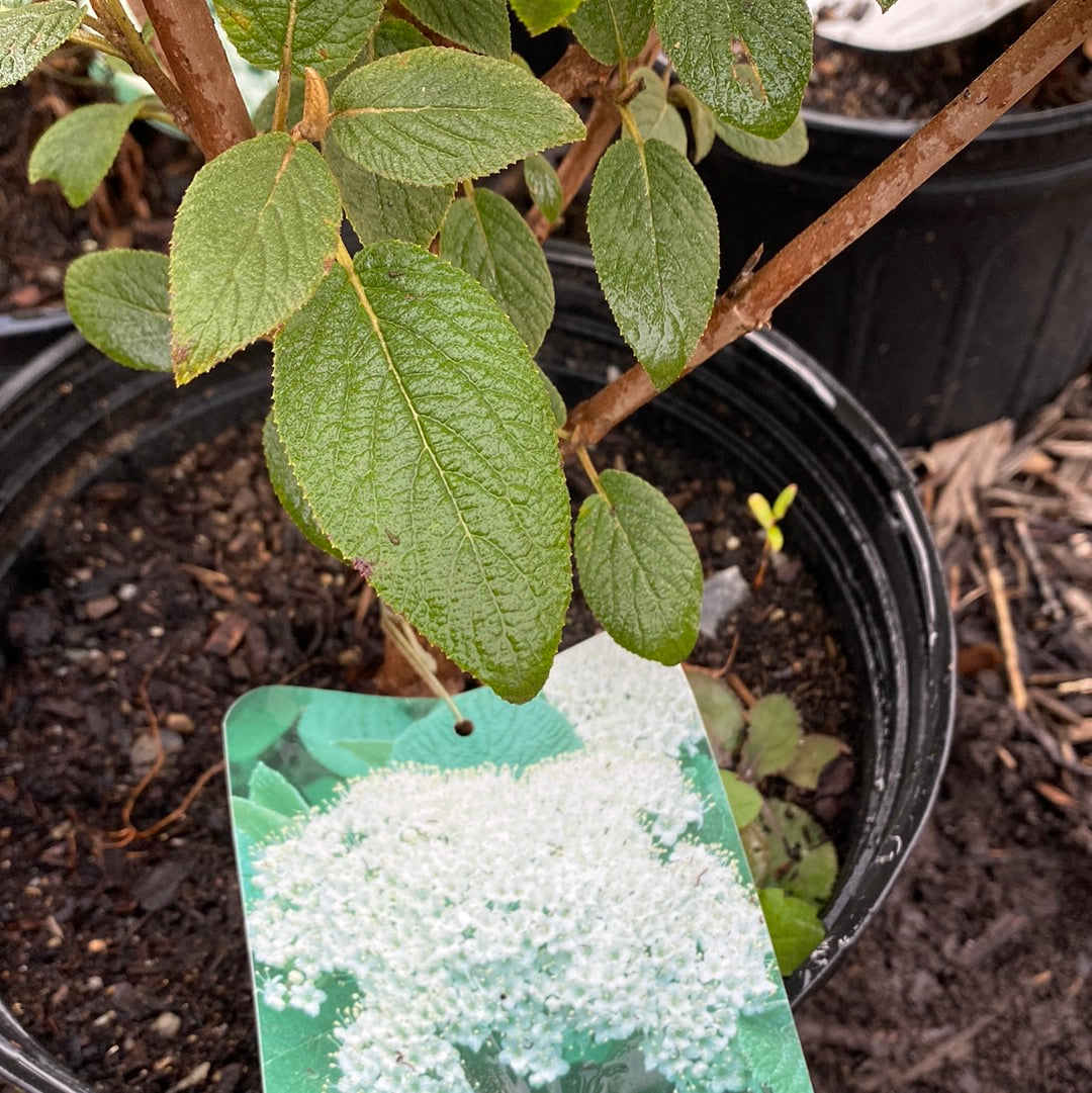 Mohican Viburnum | Viburnum lantana