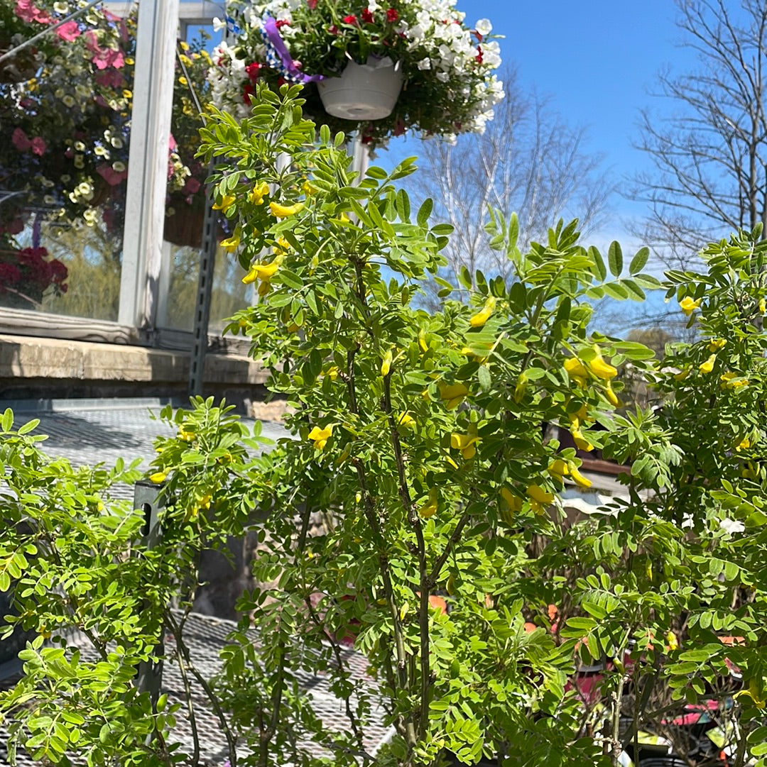 Siberian Peashrub | Caragana arborescens