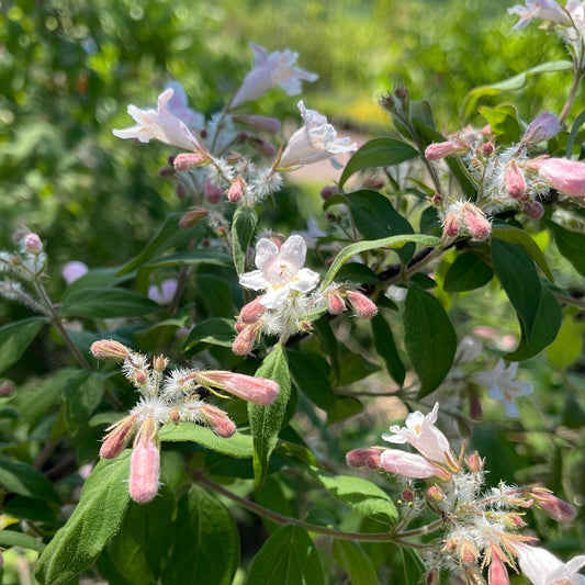 Pink Cloud Beautybush | Kolkwitzia amabilis