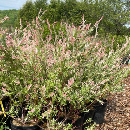 Hakura Nishiki Willow  | Salix integra