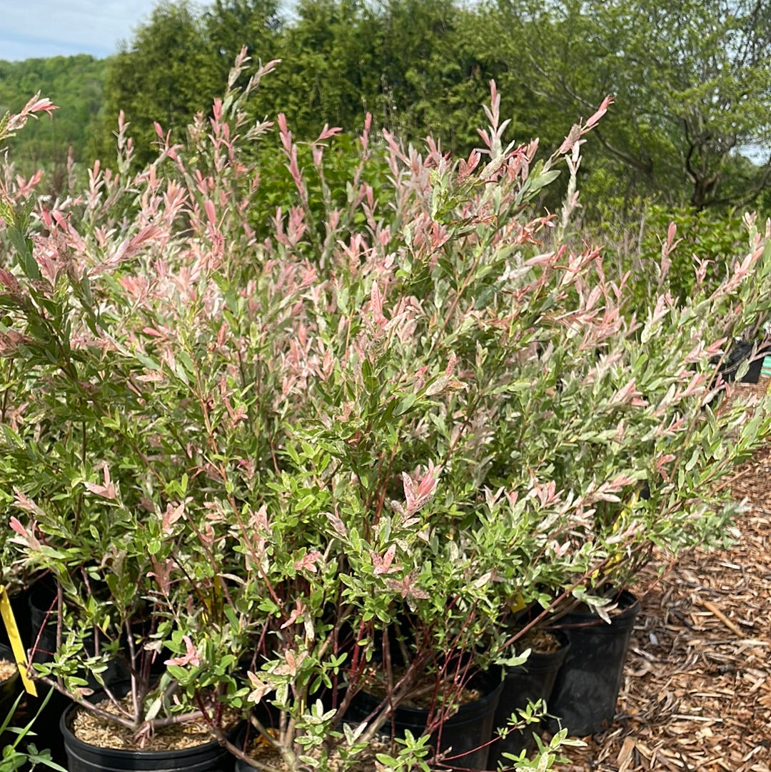 Hakuro Nishiki Willow Shrub | Salix integra